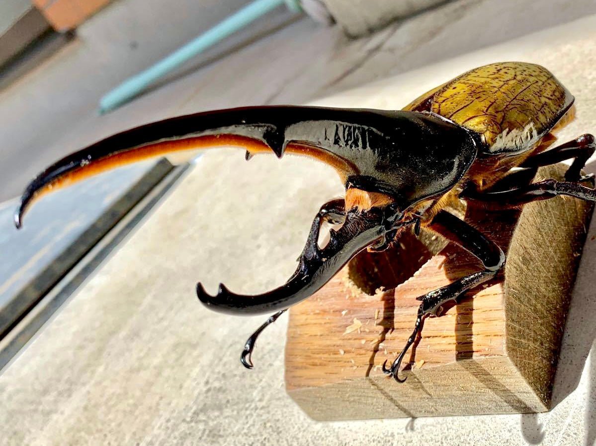 ADULTS - Hercules Rhino Beetle, (Dynastes hercules) - Richard’s Inverts