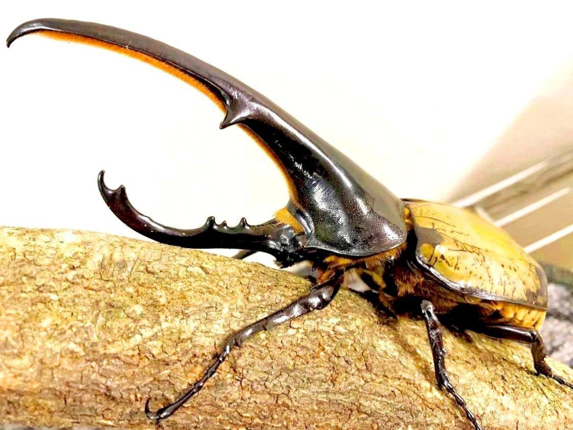 ADULTS - Hercules Rhino Beetle, (Dynastes hercules) - Richard’s Inverts