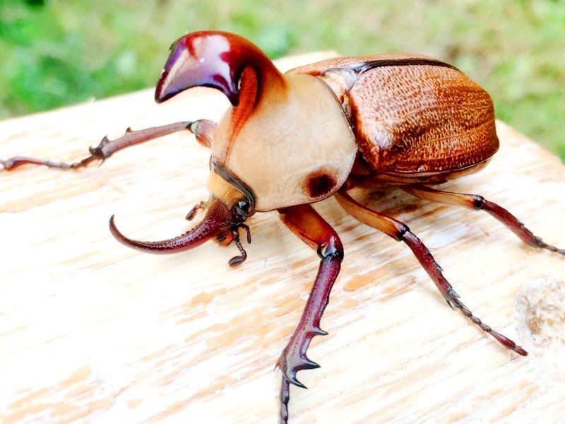 ⨂ Adults - Hooded Rhino Beetle, (Golofa claviger) - Richard’s Inverts
