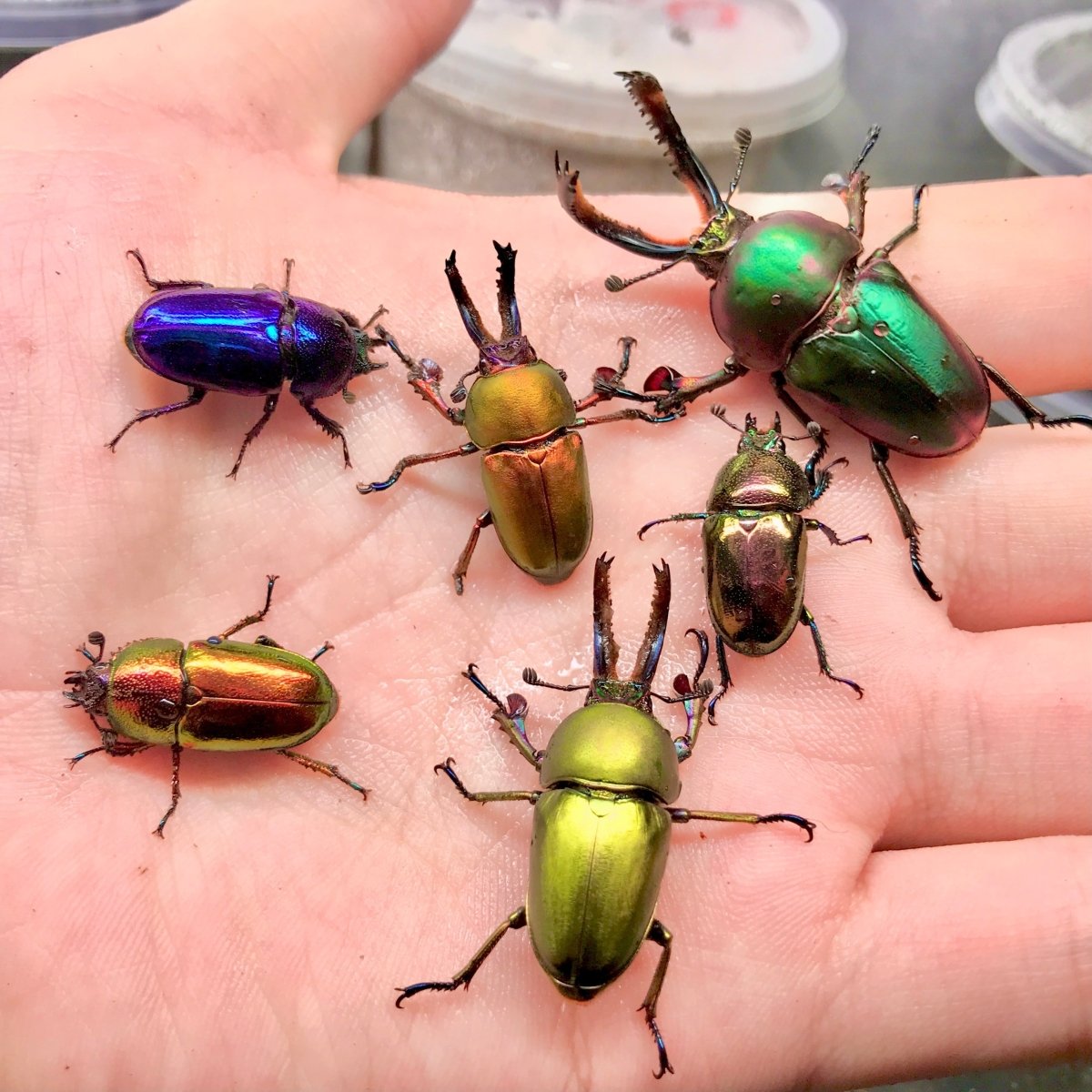 ⨂ ADULTS - Jewel Stag Beetle, (Lamprima adolphinae) - Richard’s Inverts