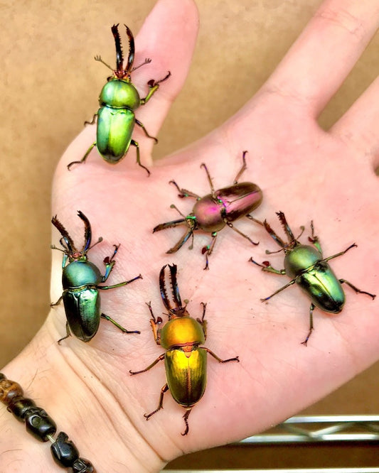 ADULTS - Jewel Stag Beetle, (Lamprima adolphinae) - Richard’s Inverts