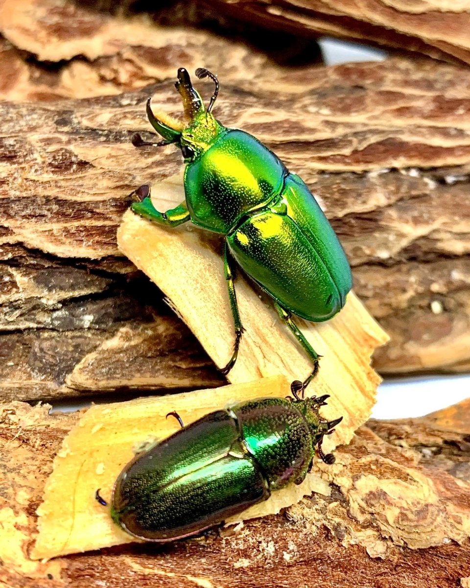 ADULTS - Lord Howe Stag Beetle, (Lamprima insularis) - Richard’s Inverts
