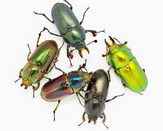 ADULTS - Lord Howe Stag Beetle, (Lamprima insularis) - Richard’s Inverts