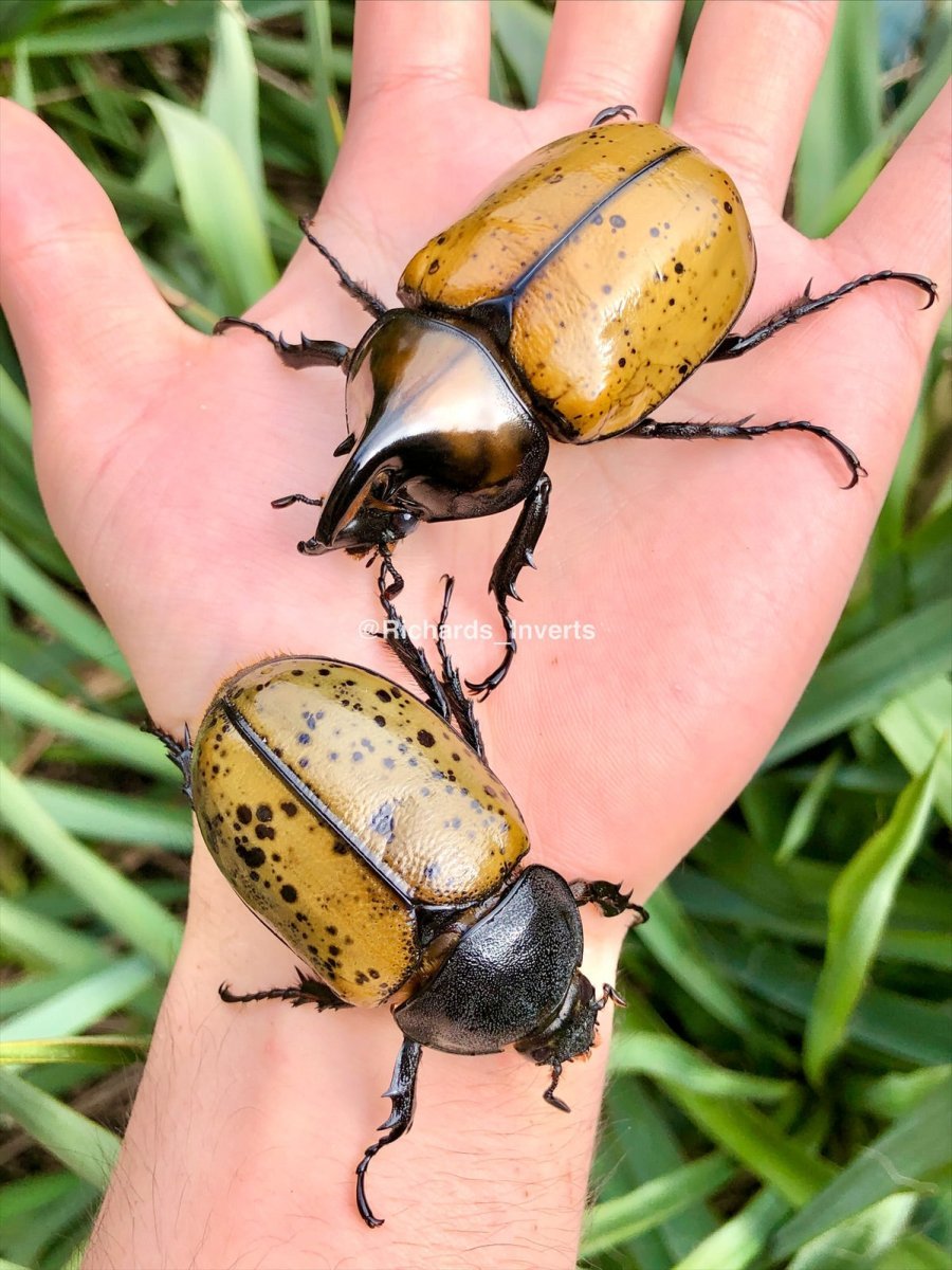 ADULTS - Mayan Hercules Rhino Beetle, (Dynastes maya) - Richard’s Inverts