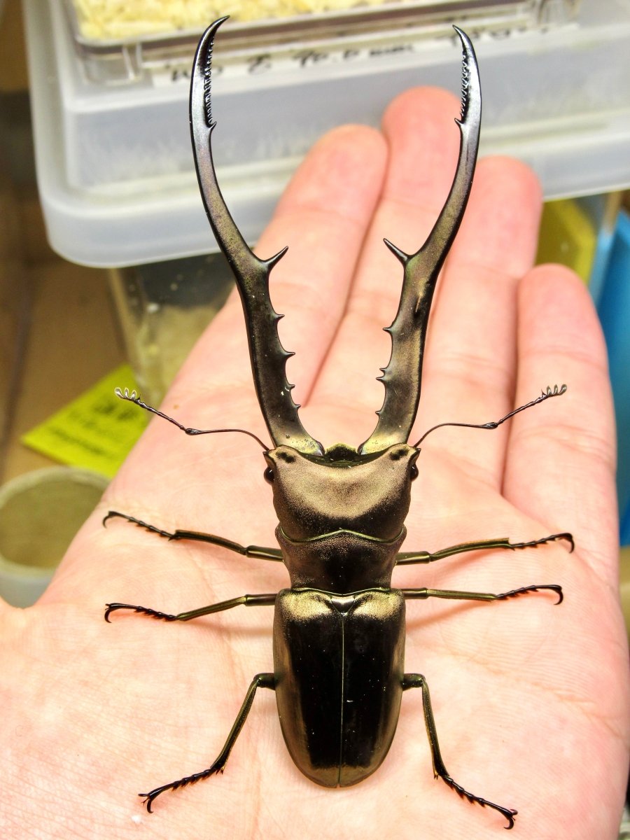 ADULTS - Metallic Stag Beetle, (Cyclommatus metallifer) - Richard’s Inverts