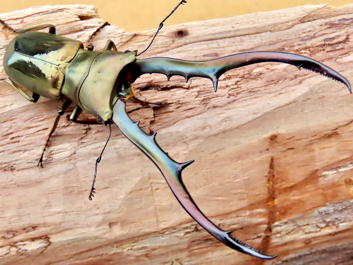 ADULTS - Metallic Stag Beetle, (Cyclommatus metallifer) - Richard’s Inverts