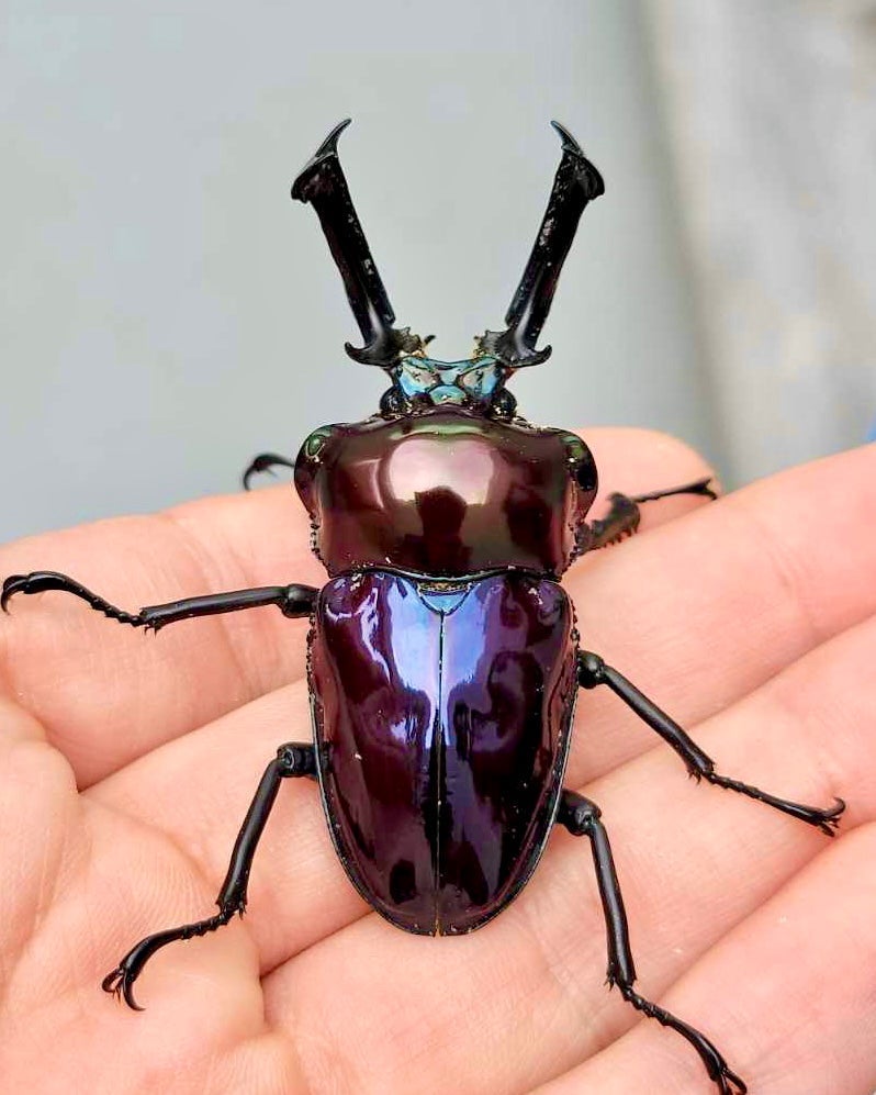 ADULTS - "Mirror Glaze, Amethyst" Rainbow Stag Beetle, (Phalacrognathus muelleri) - Richard’s Inverts