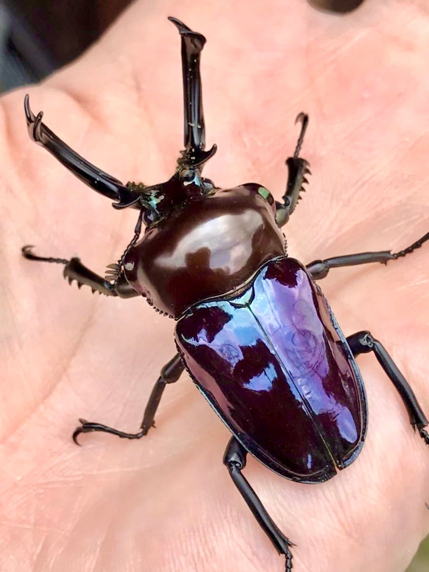 ADULTS - "Mirror Glaze, Amethyst" Rainbow Stag Beetle, (Phalacrognathus muelleri) - Richard’s Inverts