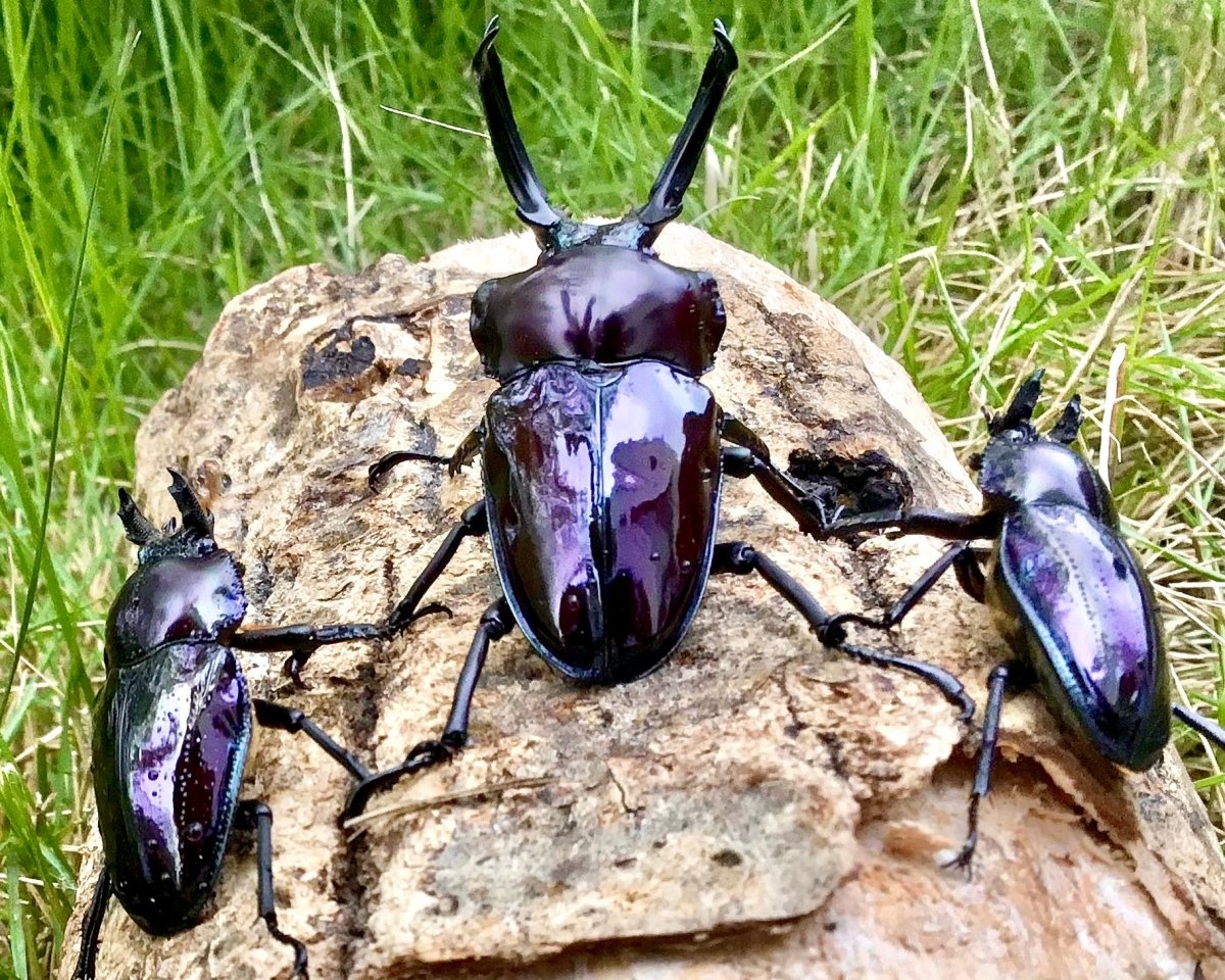 ADULTS - "Mirror Glaze, Amethyst" Rainbow Stag Beetle, (Phalacrognathus muelleri) - Richard’s Inverts