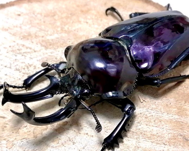 ADULTS - "Mirror Glaze, Amethyst" Rainbow Stag Beetle, (Phalacrognathus muelleri) - Richard’s Inverts