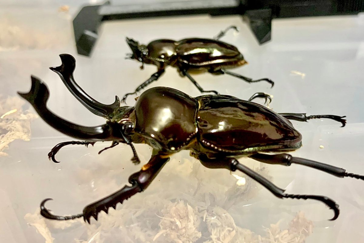 ADULTS - "Mirror Glaze, Obsidian" Rainbow Stag Beetle, (Phalacrognathus muelleri) - Richard’s Inverts
