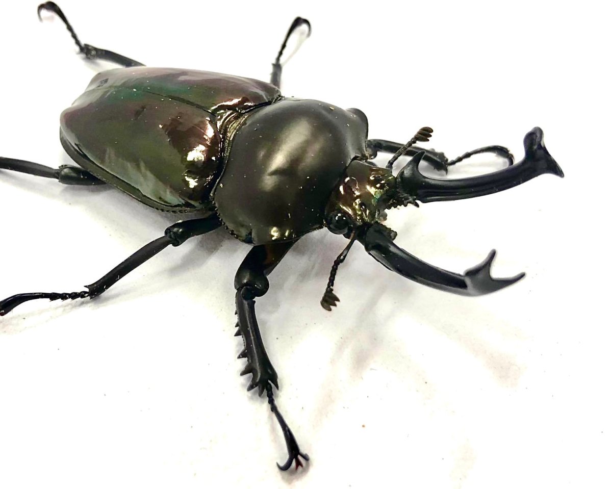 ADULTS - "Obsidian" Rainbow Stag Beetle, (Phalacrognathus muelleri) - Richard’s Inverts