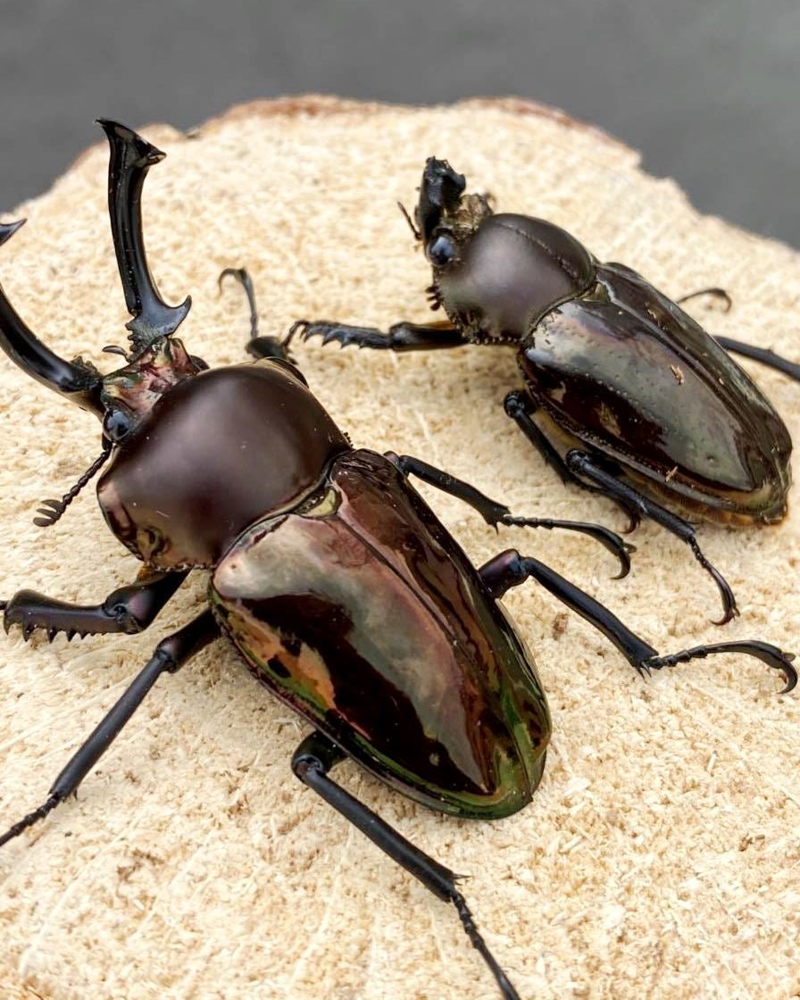 ADULTS - "Obsidian" Rainbow Stag Beetle, (Phalacrognathus muelleri) - Richard’s Inverts