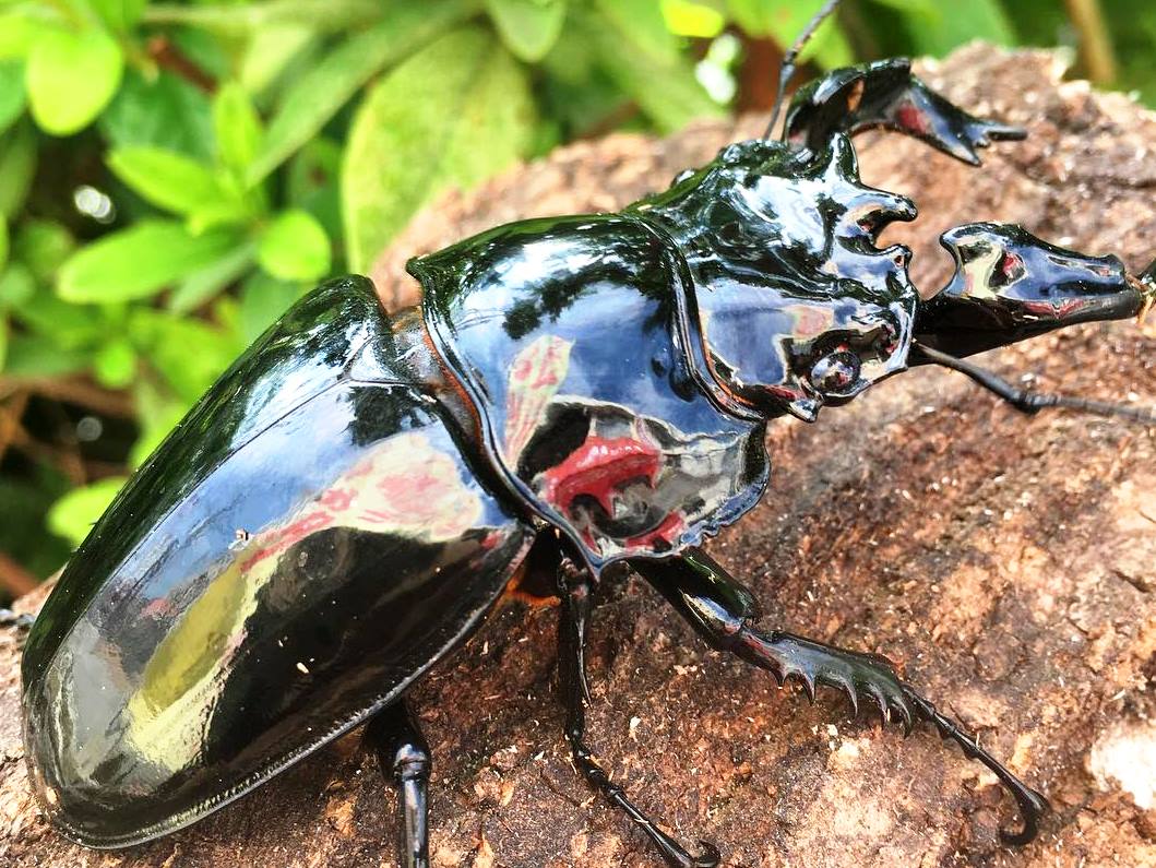 ADULTS - Obsidian Stag Beetle, (Mesotopus tarandus) - Richard’s Inverts