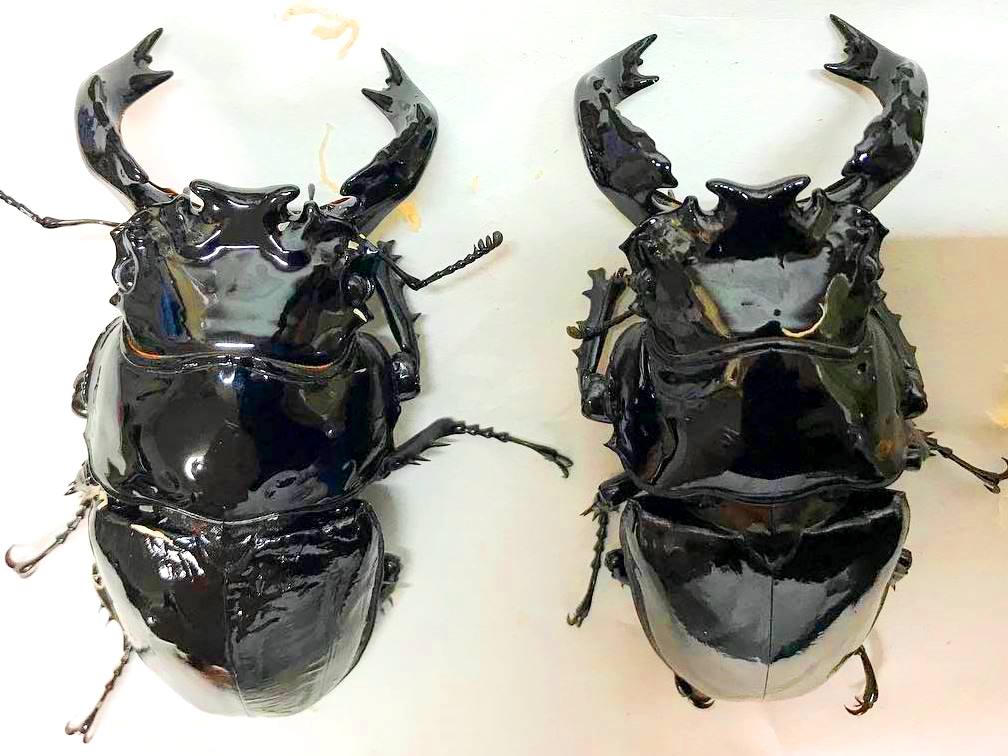 ADULTS - Obsidian Stag Beetle, (Mesotopus tarandus) - Richard’s Inverts