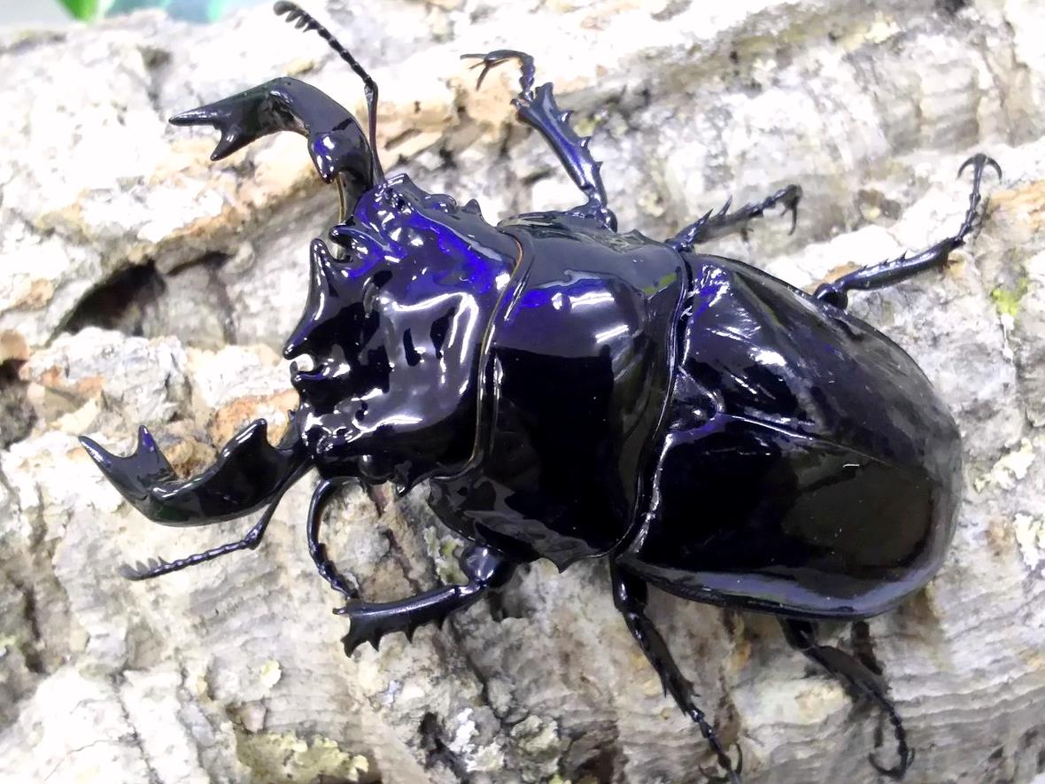 ADULTS - Obsidian Stag Beetle, (Mesotopus tarandus) - Richard’s Inverts