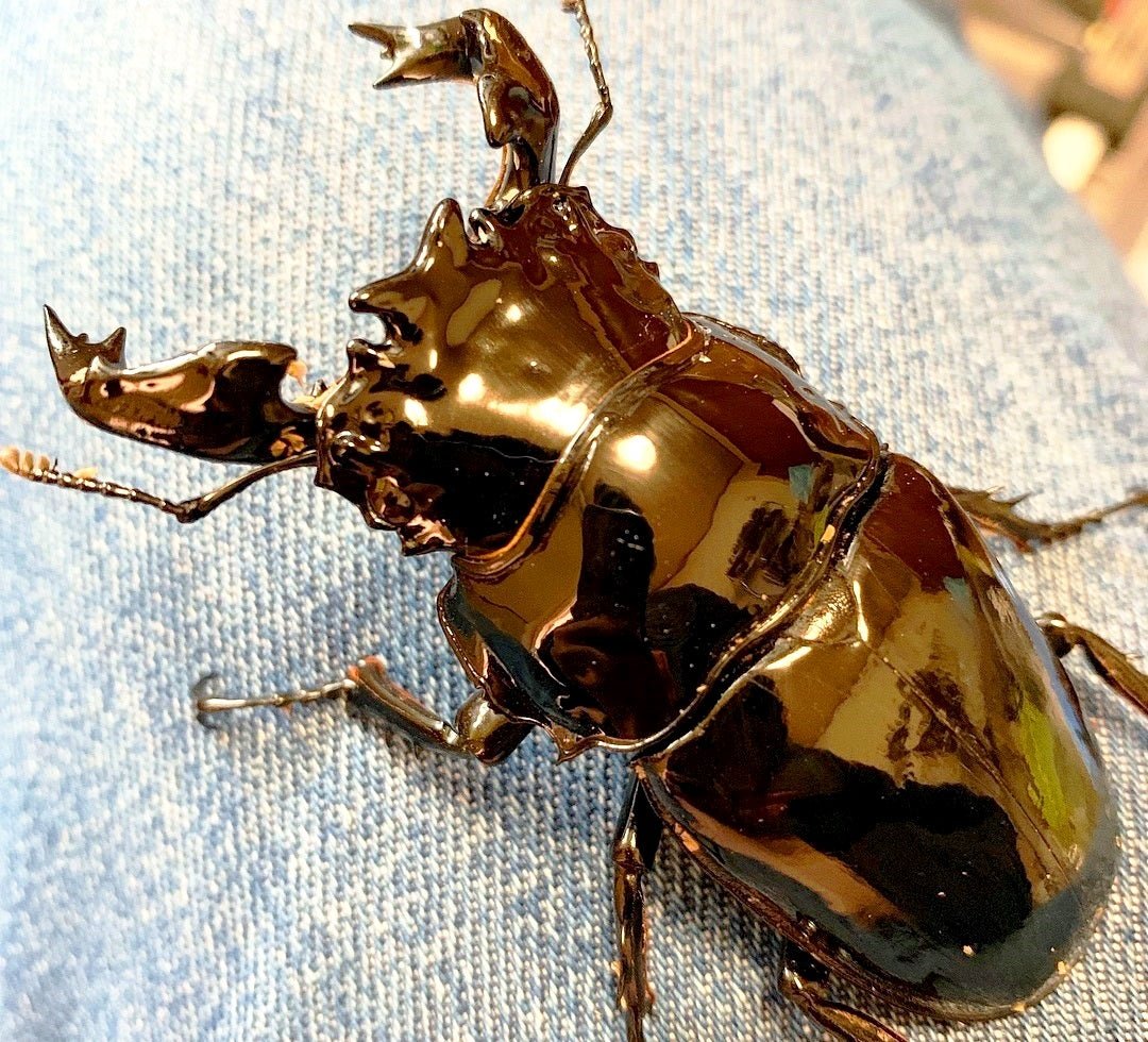 ADULTS - Obsidian Stag Beetle, (Mesotopus tarandus) - Richard’s Inverts