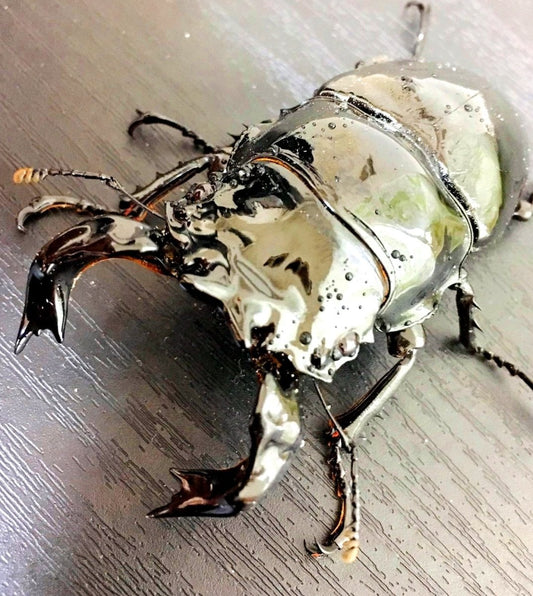 ADULTS - Obsidian Stag Beetle, (Mesotopus tarandus) - Richard’s Inverts