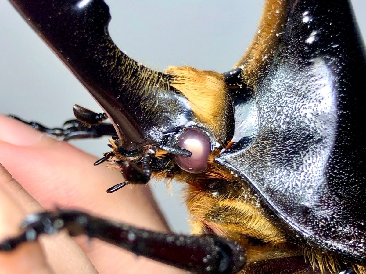 ADULTS - "Pearl Eye" Hercules Rhino Beetle, (Dynastes hercules) - Richard’s Inverts