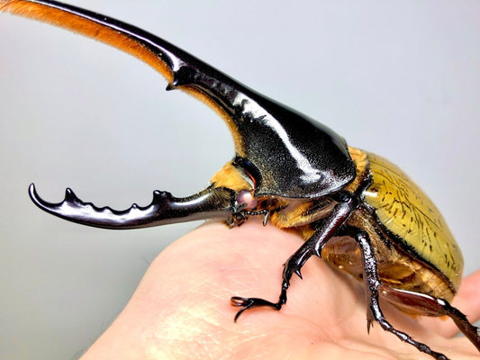 ADULTS - "Pearl Eye" Hercules Rhino Beetle, (Dynastes hercules) - Richard’s Inverts