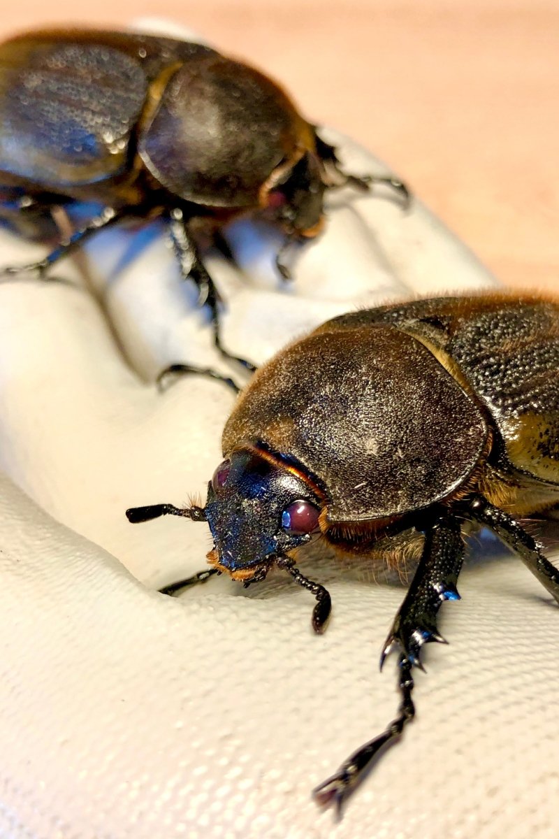 ADULTS - "Pearl Eye" Hercules Rhino Beetle, (Dynastes hercules) - Richard’s Inverts