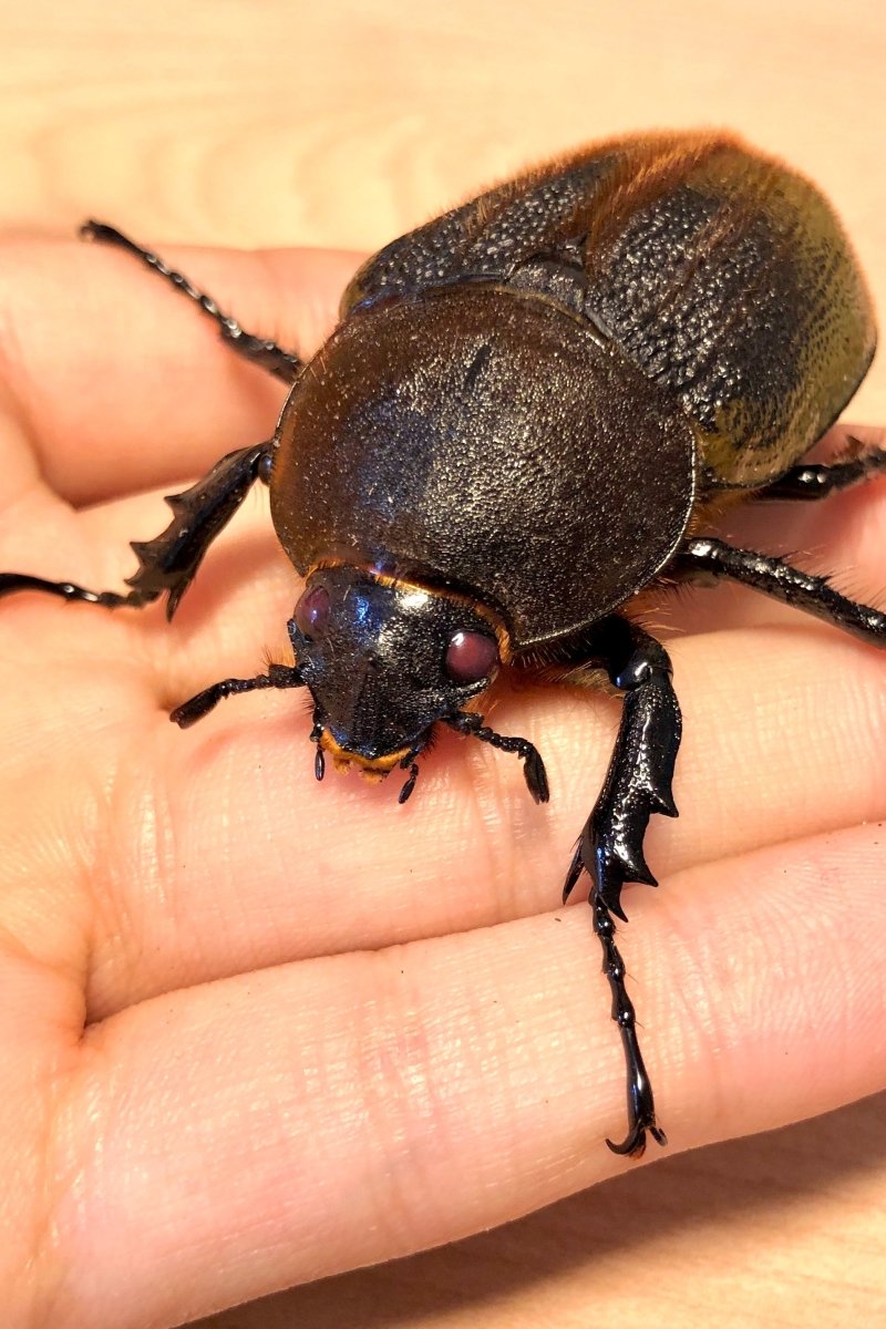 ADULTS - "Pearl Eye" Hercules Rhino Beetle, (Dynastes hercules) - Richard’s Inverts