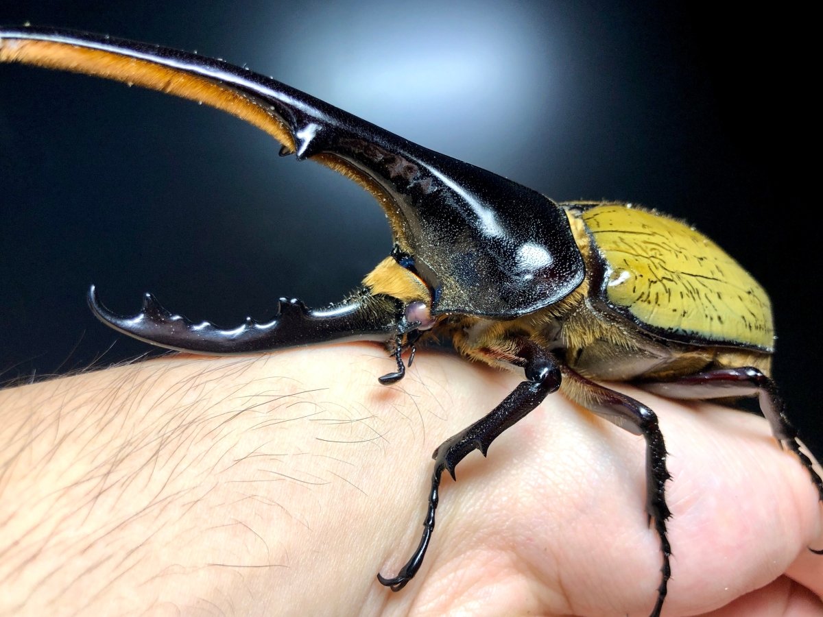 ADULTS - "Pearl Eye" Hercules Rhino Beetle, (Dynastes hercules) - Richard’s Inverts