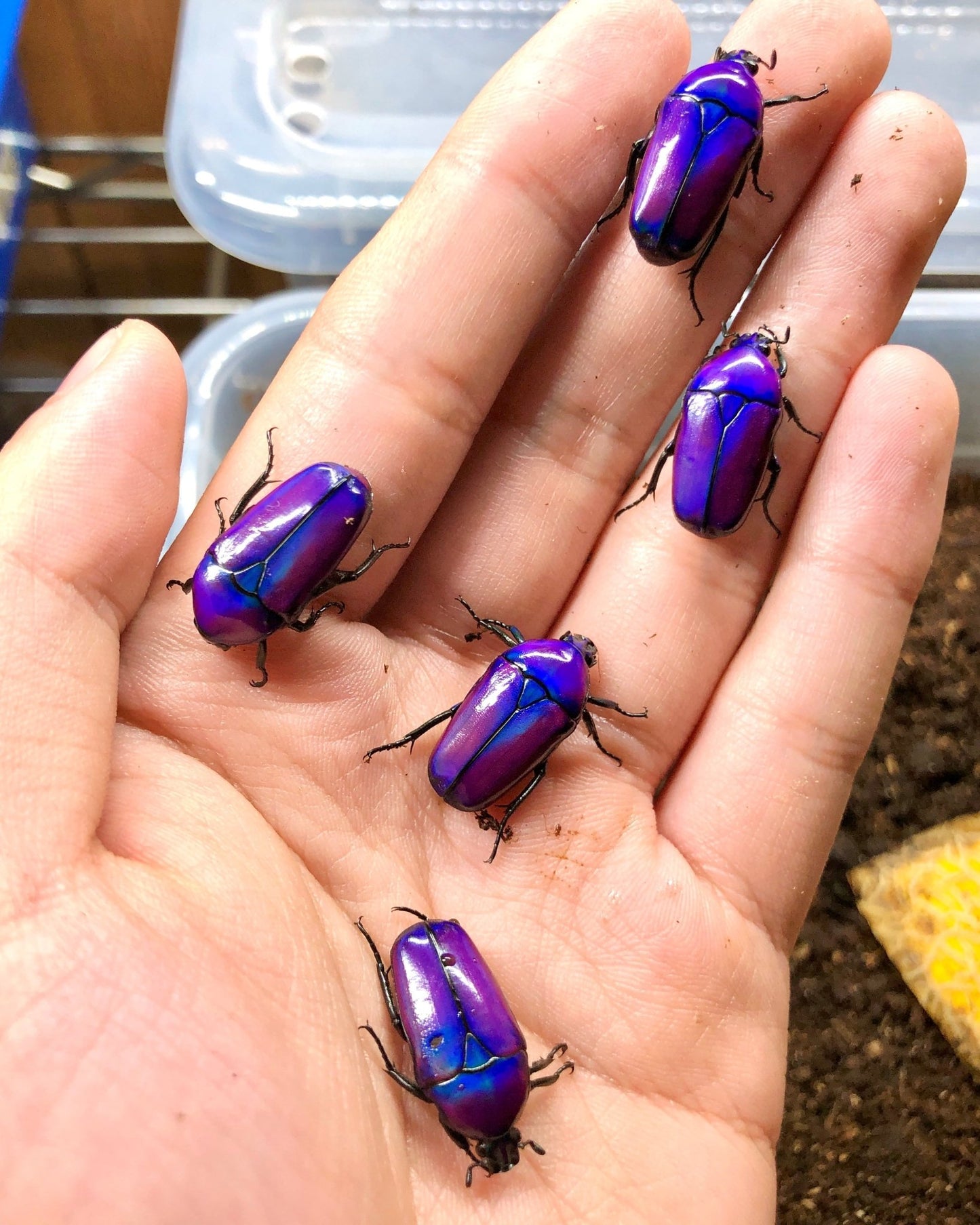 ⨂ ADULTS- Purple Flower Beetle, (Chlorocala oertzeni) - Richard’s Inverts