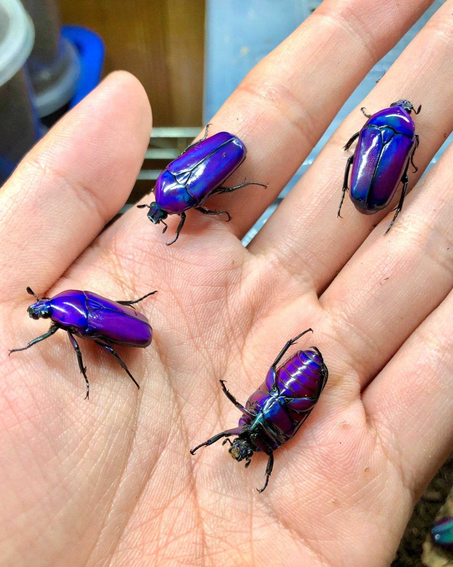 ⨂ ADULTS- Purple Flower Beetle, (Chlorocala oertzeni) - Richard’s Inverts