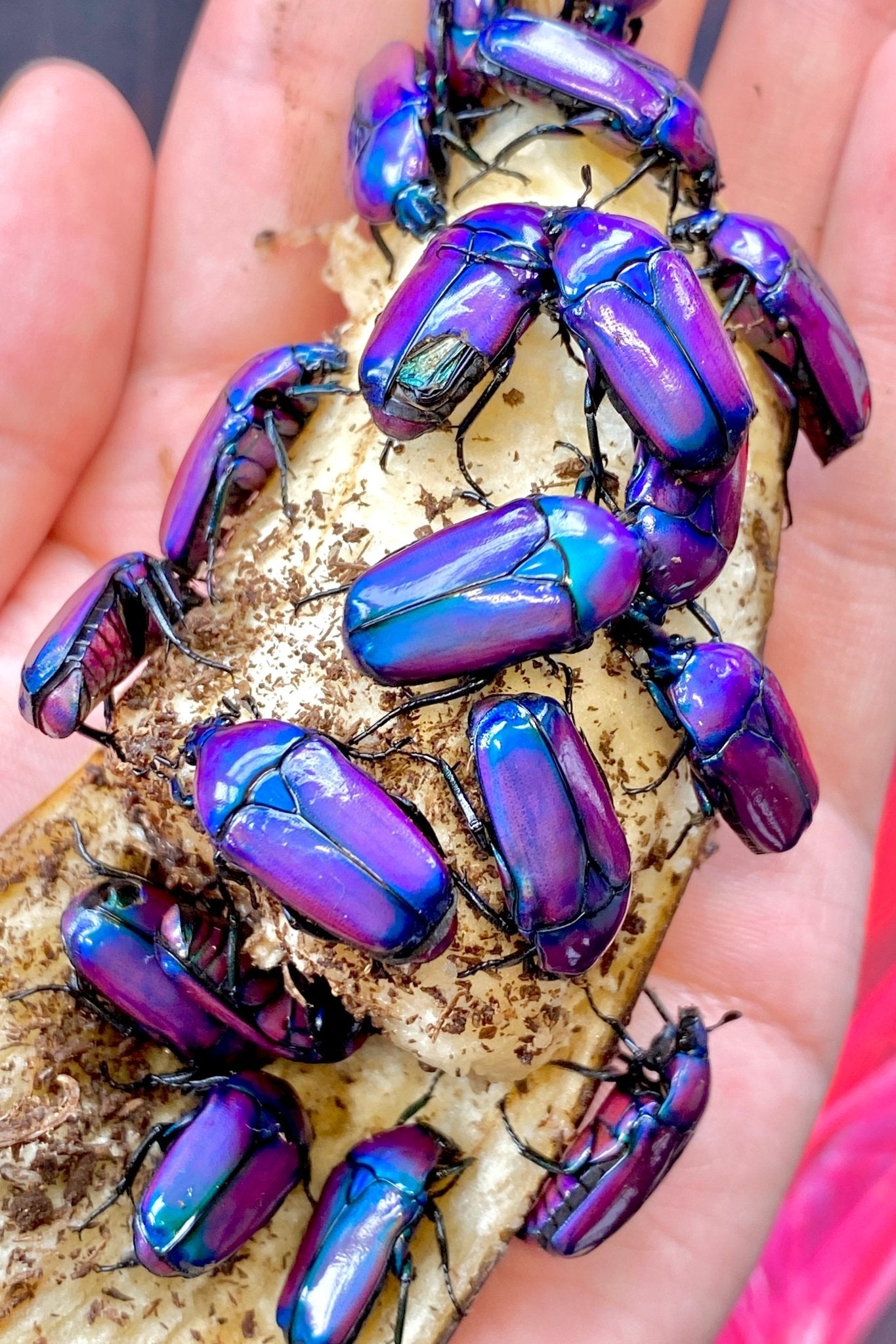 ⨂ ADULTS- Purple Flower Beetle, (Chlorocala oertzeni) - Richard’s Inverts