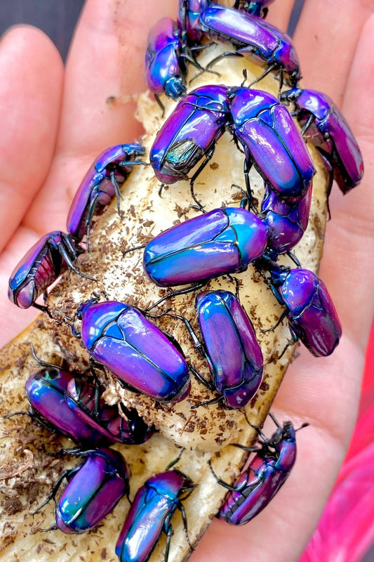 ⨂ ADULTS- Purple Flower Beetle, (Chlorocala oertzeni) - Richard’s Inverts