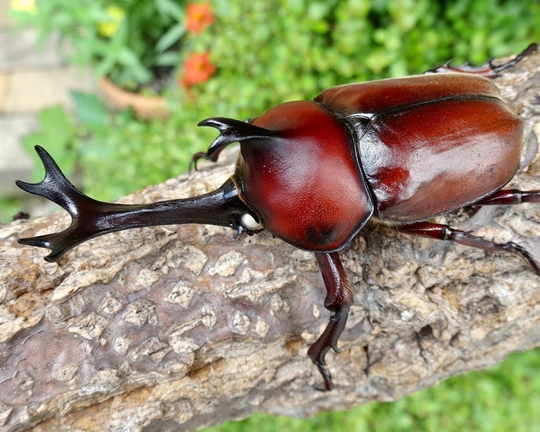 ADULTS - "Red Phantom" Japanese Rhino Beetle, (Trypoxylus dichotomus) - Richard’s Inverts