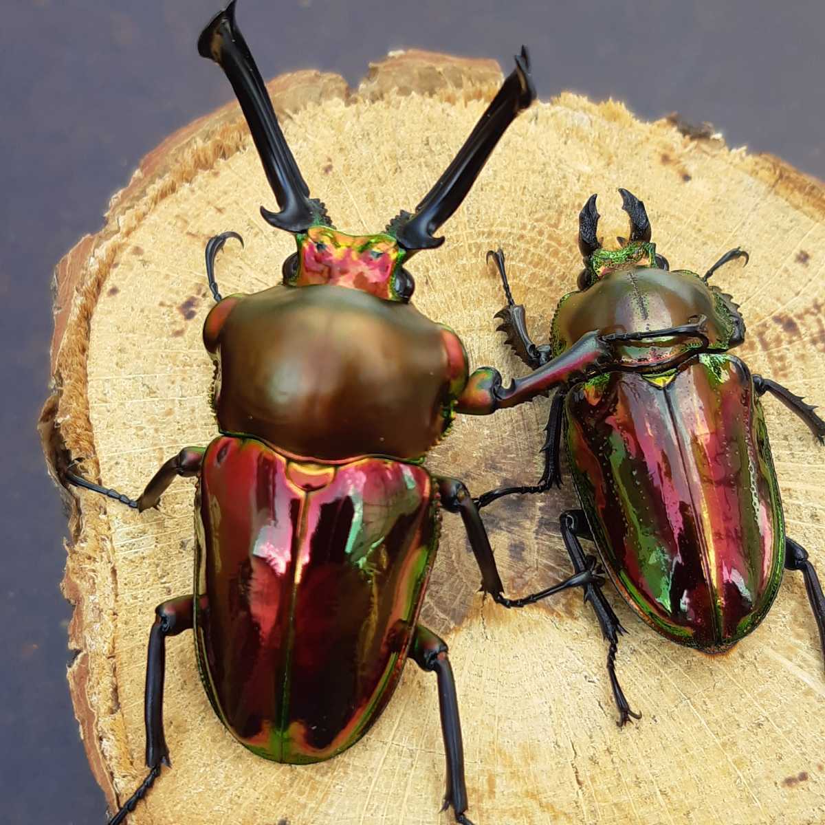 ADULTS - "Ruby" Rainbow Stag Beetle, (Phalacrognathus muelleri) - Richard’s Inverts