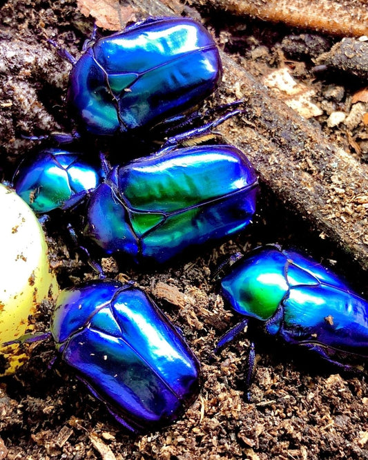 ⨂ ADULTS - Sapphire Flower Beetle, (Protaetia cyanochlora) - Richard’s Inverts