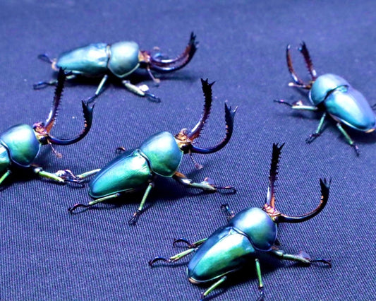 ⨂ ADULTS - "Sapphire" Jewel Stag Beetle, (Lamprima adolphinae) - Richard’s Inverts