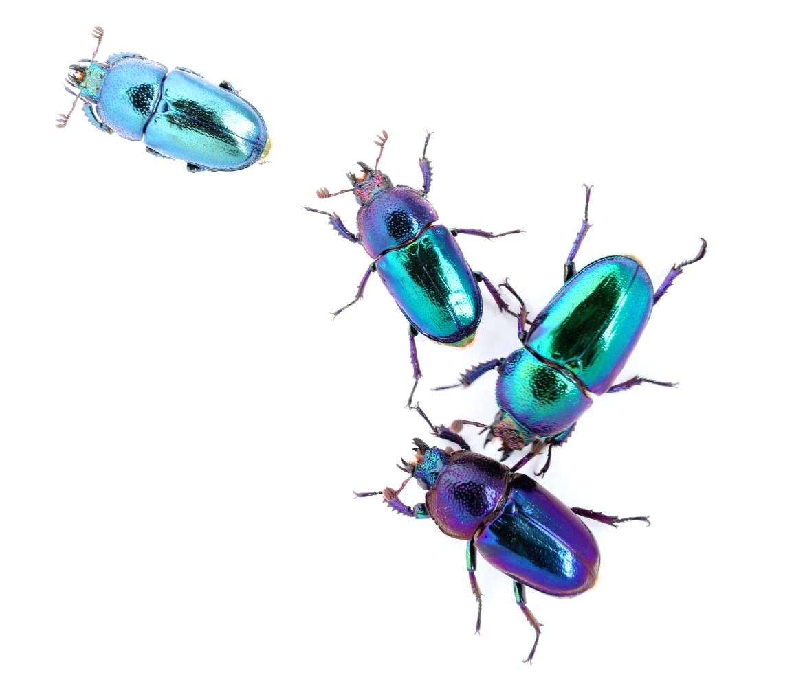 ⨂ ADULTS - "Sapphire" Jewel Stag Beetle, (Lamprima adolphinae) - Richard’s Inverts