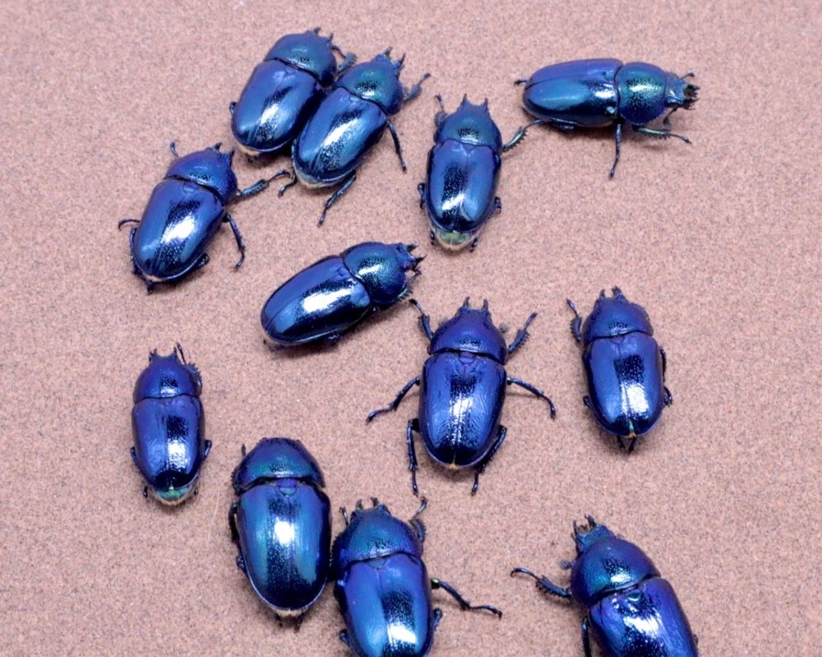 ⨂ ADULTS - "Sapphire" Jewel Stag Beetle, (Lamprima adolphinae) - Richard’s Inverts
