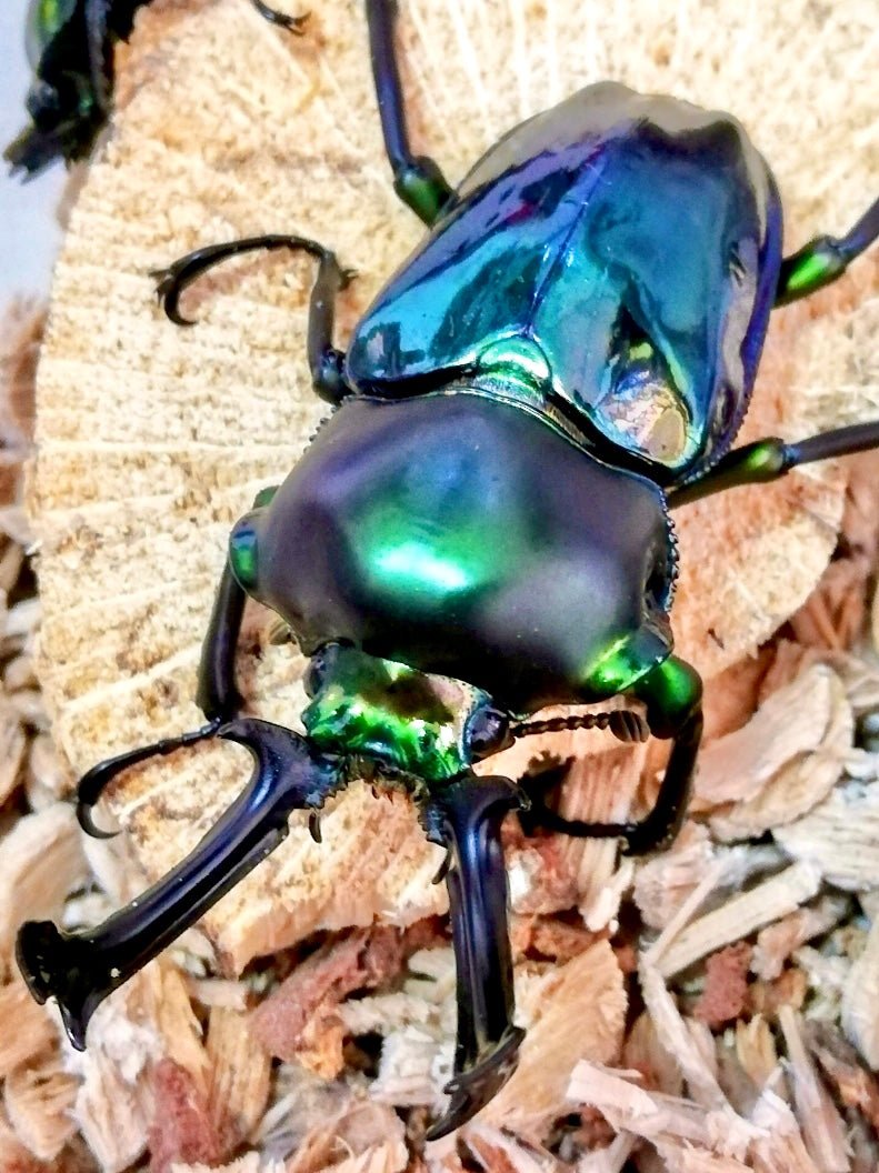 ⨂ ADULTS - "Sapphire" Rainbow Stag Beetle, (Phalacrognathus muelleri) - Richard’s Inverts