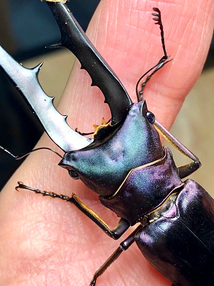 ADULTS - "Supernova" Metallic Stag Beetle, (Cyclommatus metallifer) - Richard’s Inverts