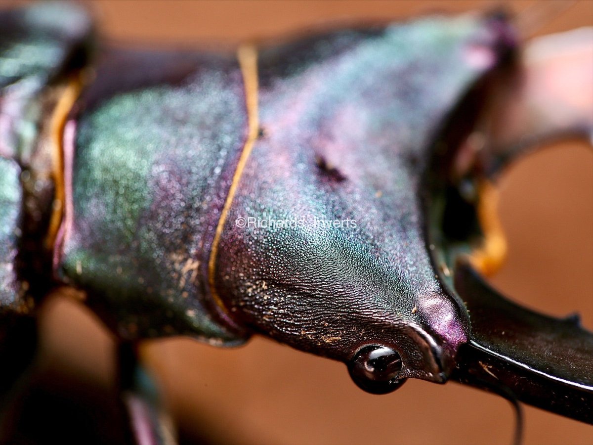 ADULTS - "Supernova" Metallic Stag Beetle, (Cyclommatus metallifer) - Richard’s Inverts