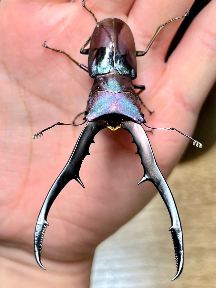 ADULTS - "Supernova" Metallic Stag Beetle, (Cyclommatus metallifer) - Richard’s Inverts
