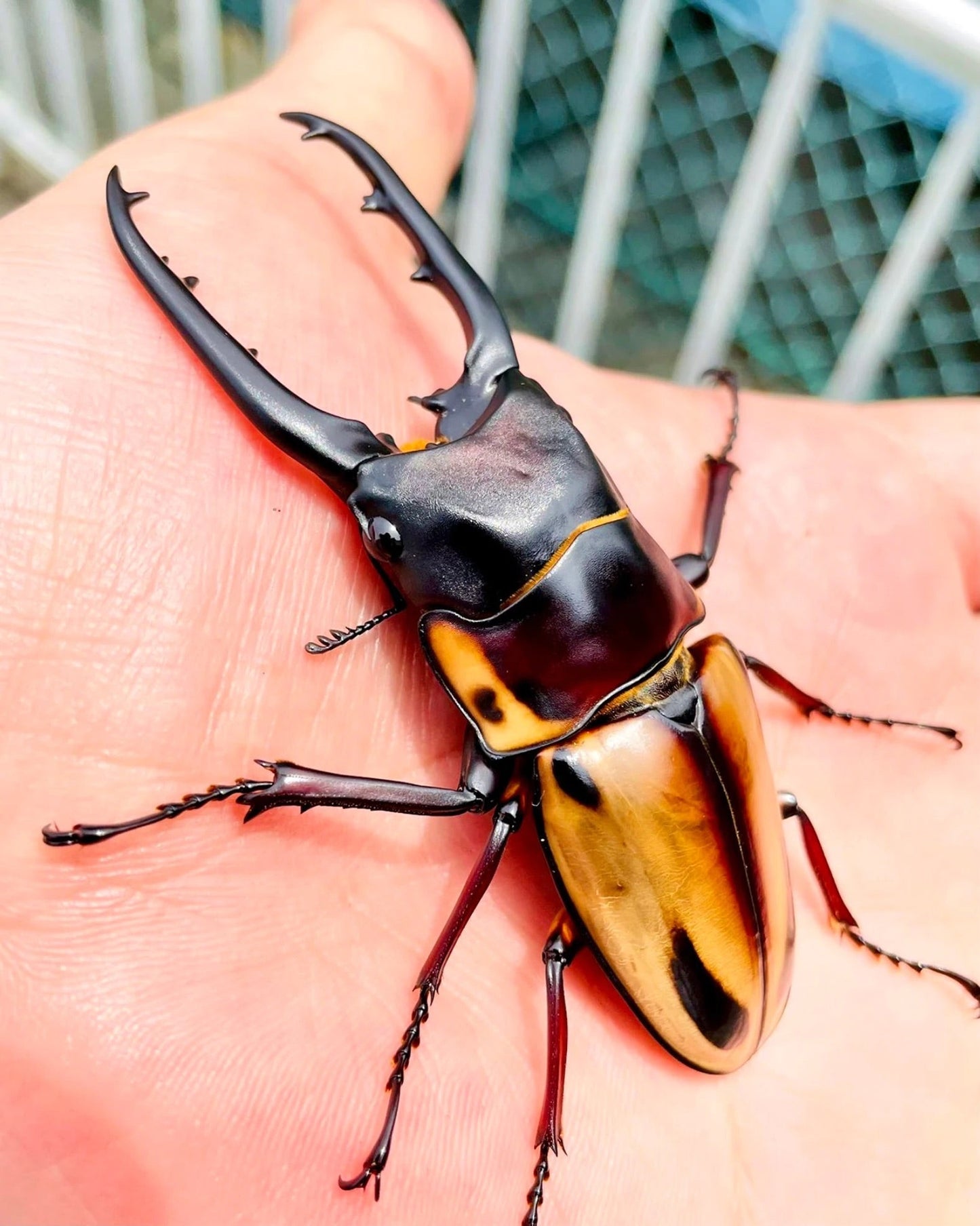 ⨂ ADULTS - Tiger Stag Beetle, (Prosopocoilus fabricei) - Richard’s Inverts