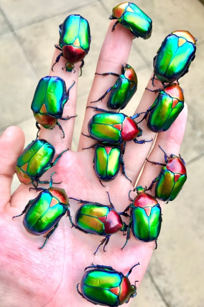 ADULTS - Turkish Flower Beetle, (Protaetia jousselini) - Richard’s Inverts
