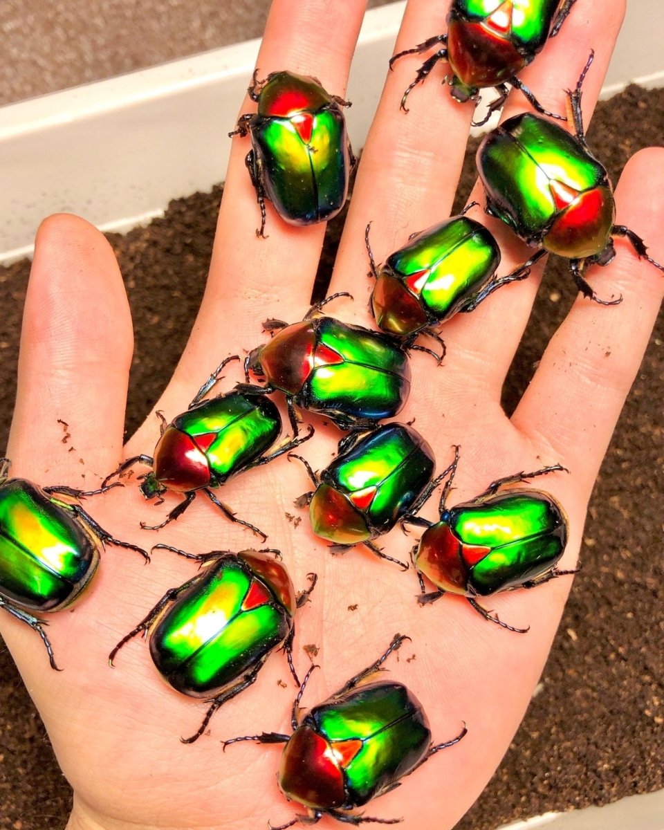 ADULTS - Turkish Flower Beetle, (Protaetia jousselini) - Richard’s Inverts