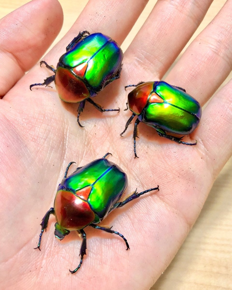 ADULTS - Turkish Flower Beetle, (Protaetia jousselini) - Richard’s Inverts