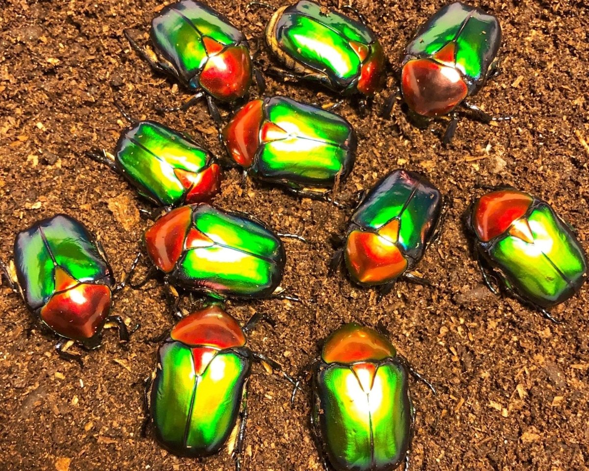 ADULTS - Turkish Flower Beetle, (Protaetia jousselini) - Richard’s Inverts