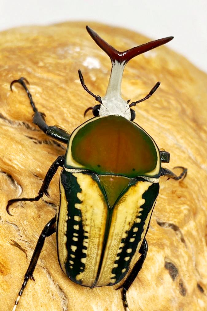 ⨂ ADULTS - "Yellow" Snake Tongue Flower Beetle, (Mecynorrhina haroldi) - Richard’s Inverts