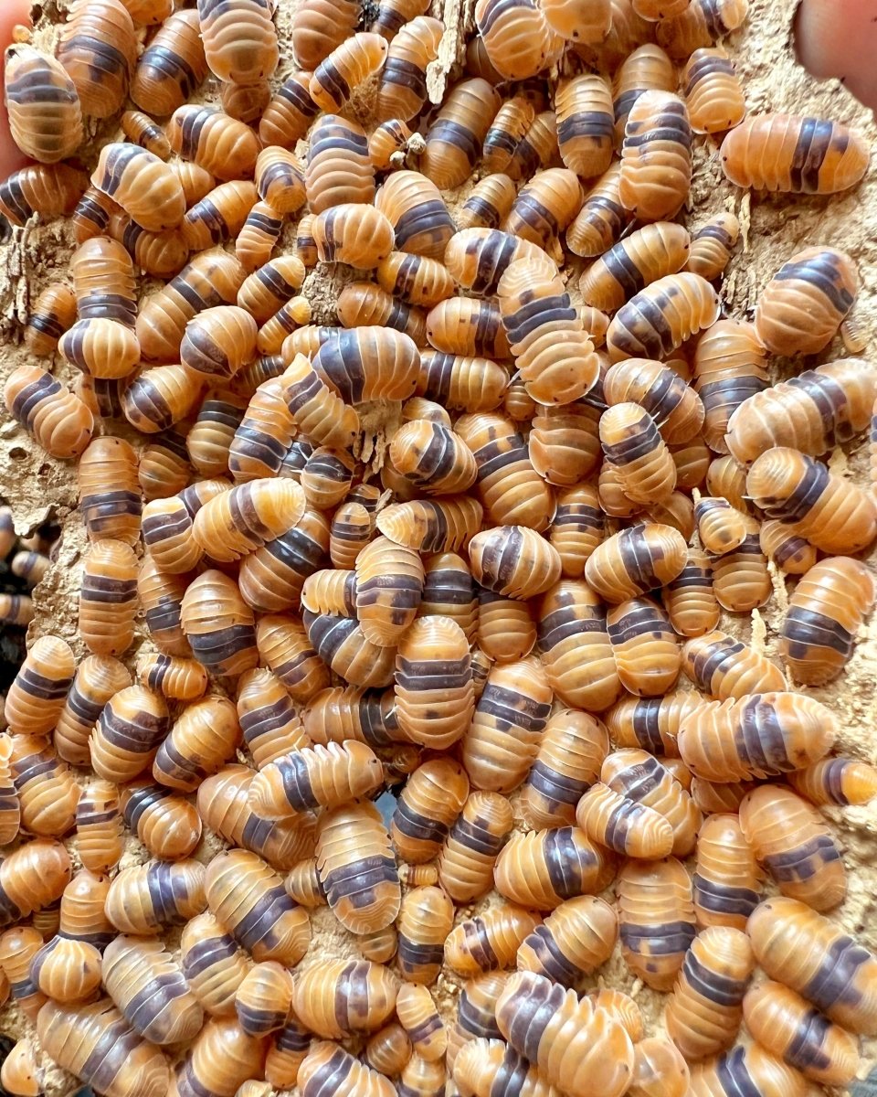Amber Ducky Isopod, (Cubaris sp. "Amber Ducky") - Richard’s Inverts