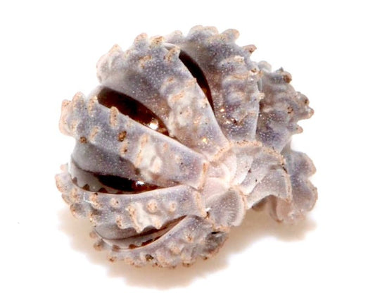 Ankylosaur Isopod, (Reductoniscus tuberculatus) - Richard’s Inverts