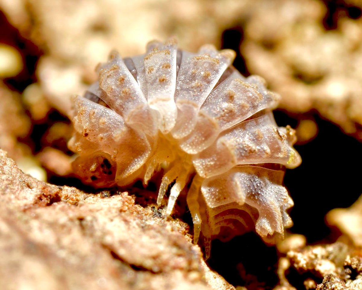 Ankylosaur Isopod, (Reductoniscus tuberculatus) - Richard’s Inverts